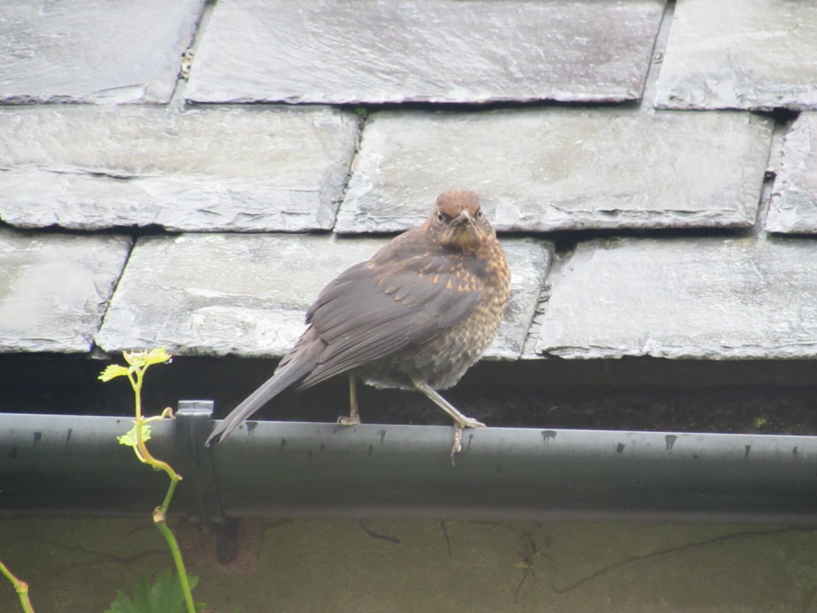 Juvenile Blackbird