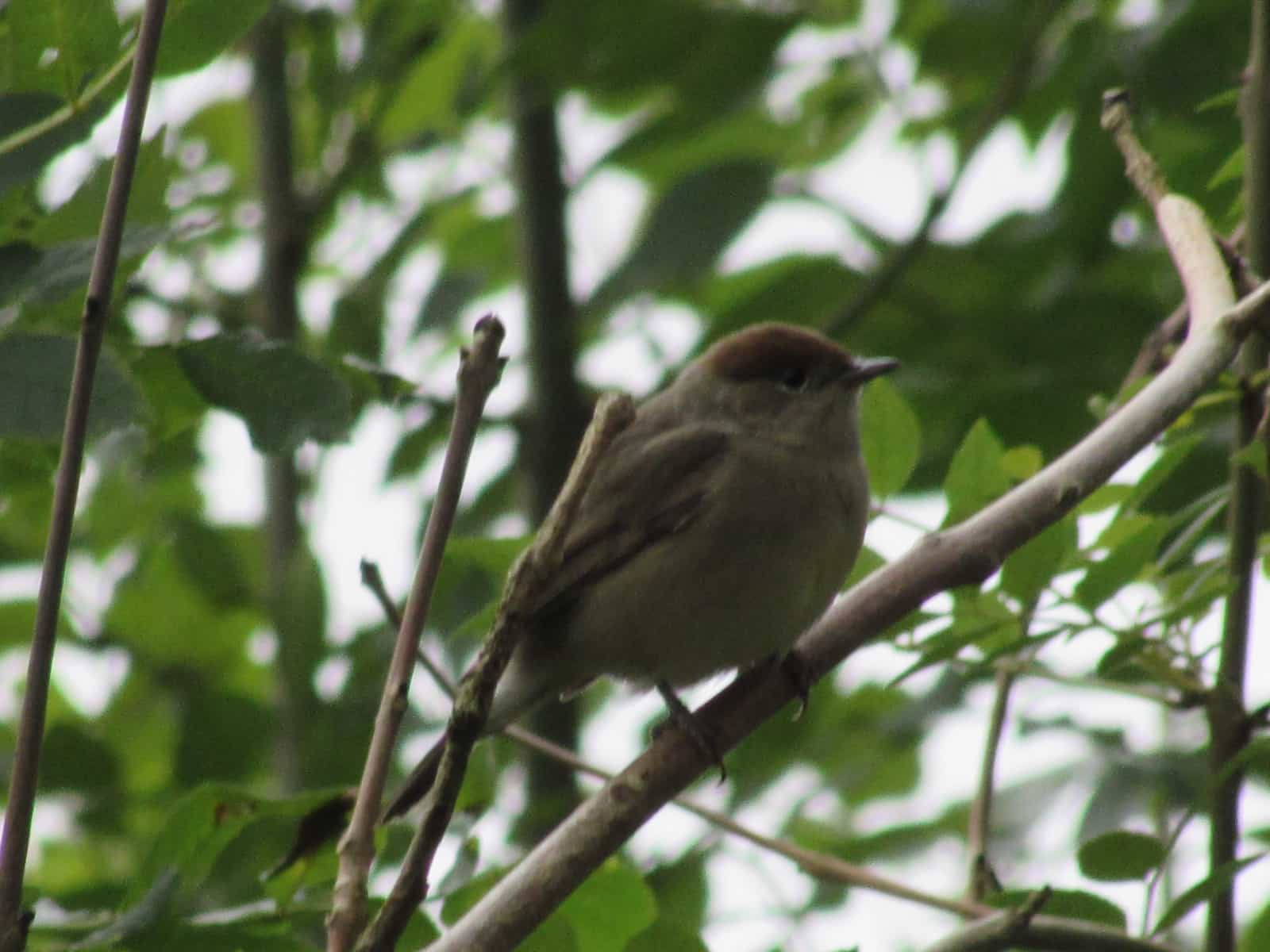 Blackcap (female) - Goyt Valley