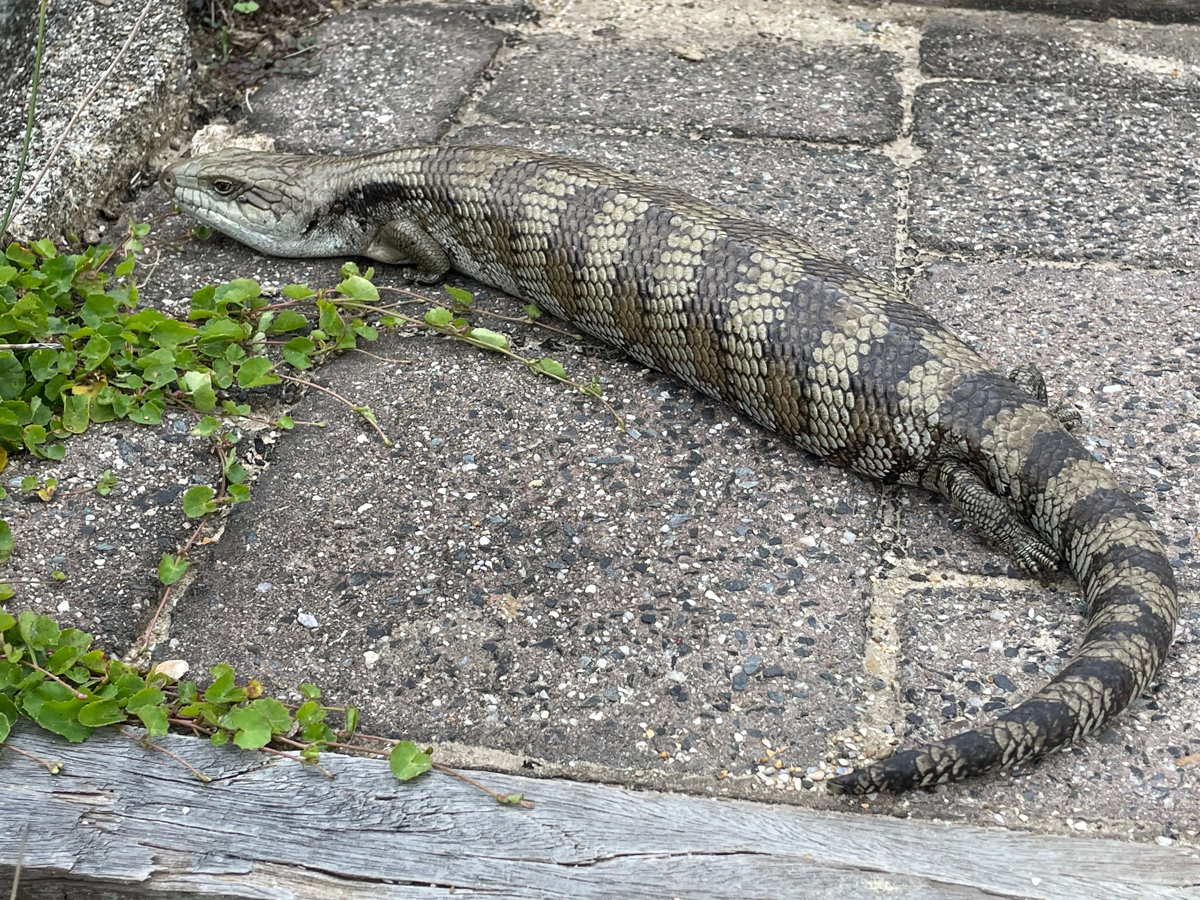 Blue-Tongued Lizard