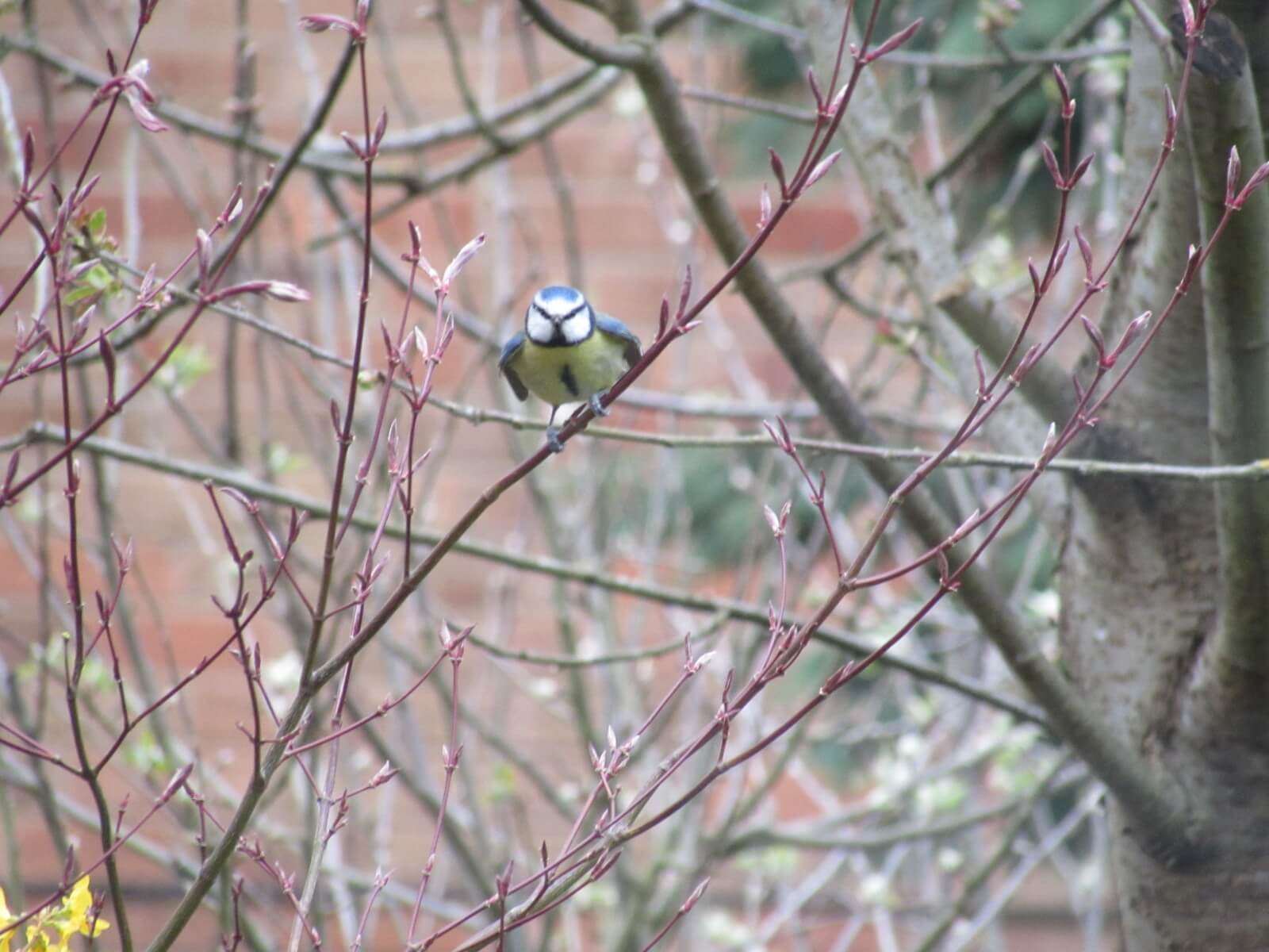 Male Blue Tit