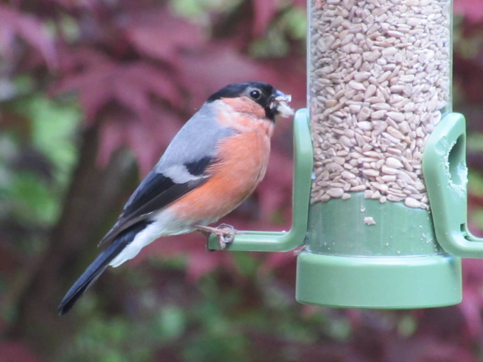 Male Bullfinch on garden feeder