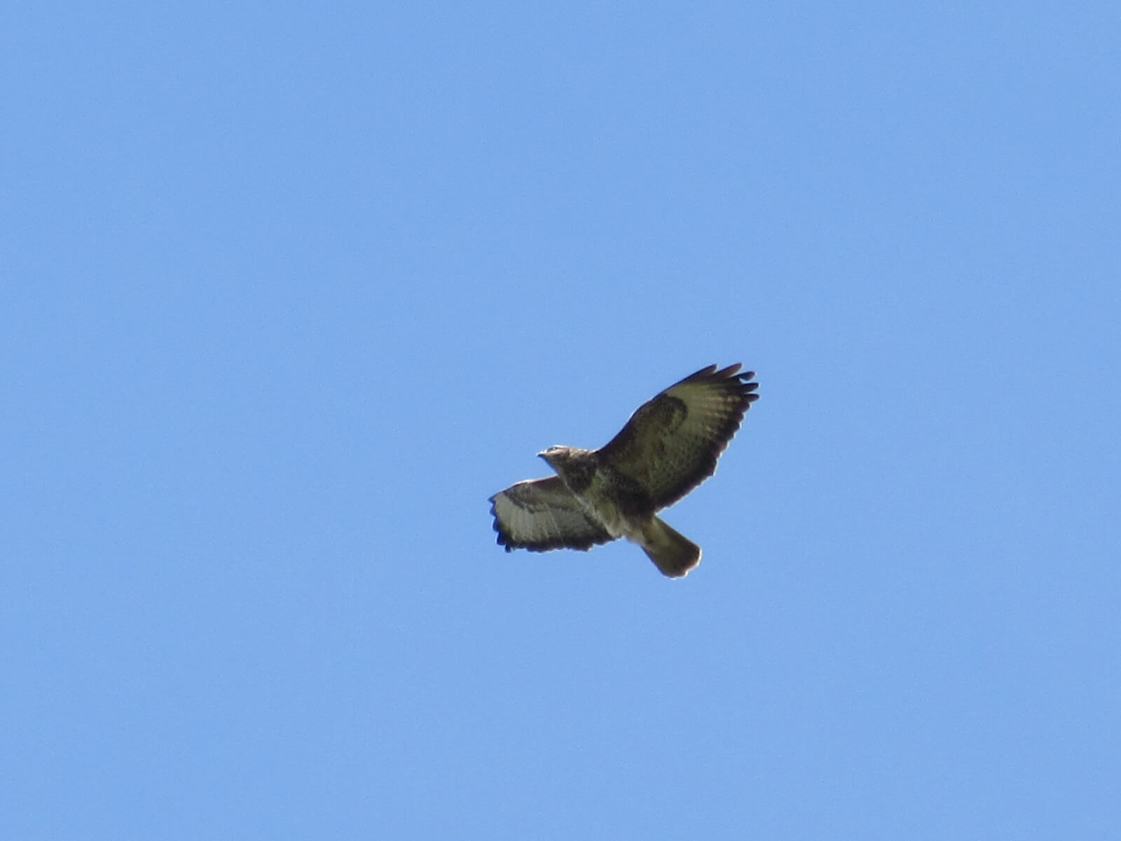 Buzzard