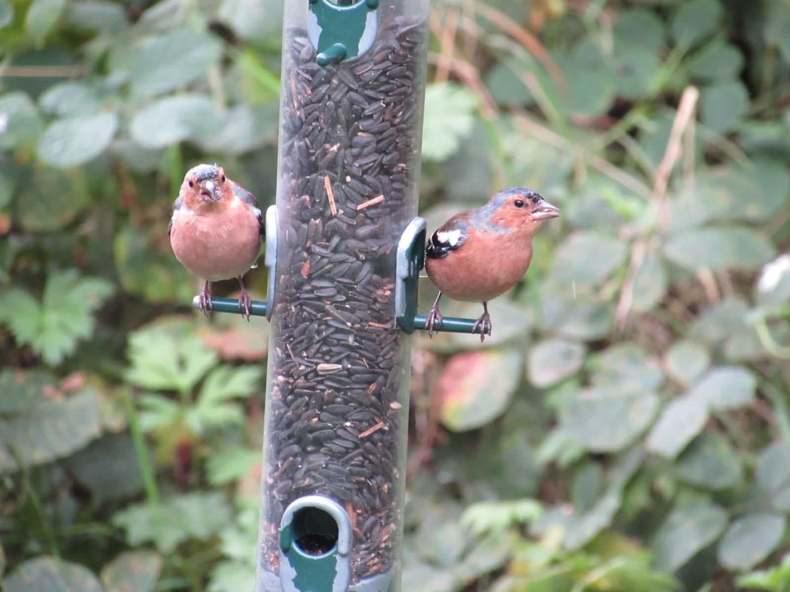 Chaffinches - Caerlaverock Wetland Centre, Dumfries and Galloway