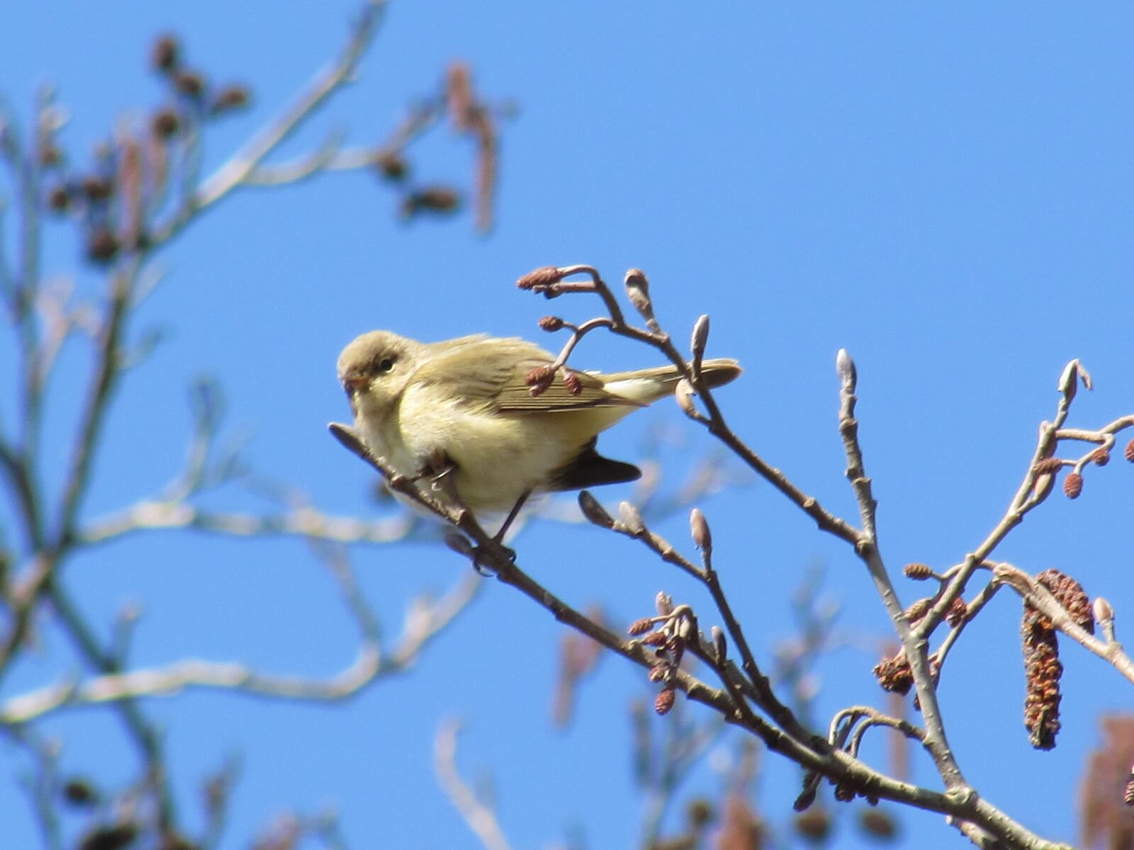 Chiffchaff