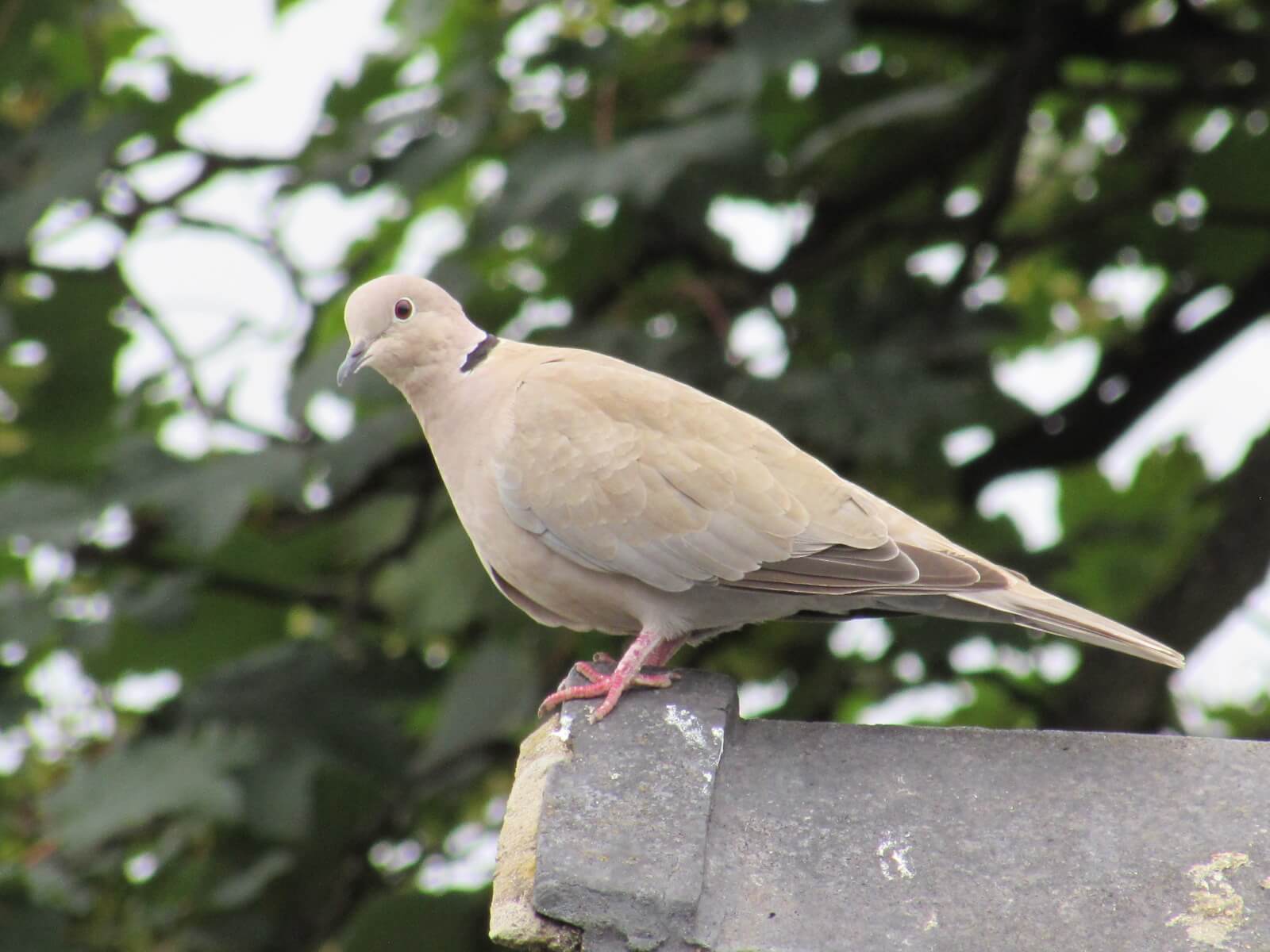 Collared Dove