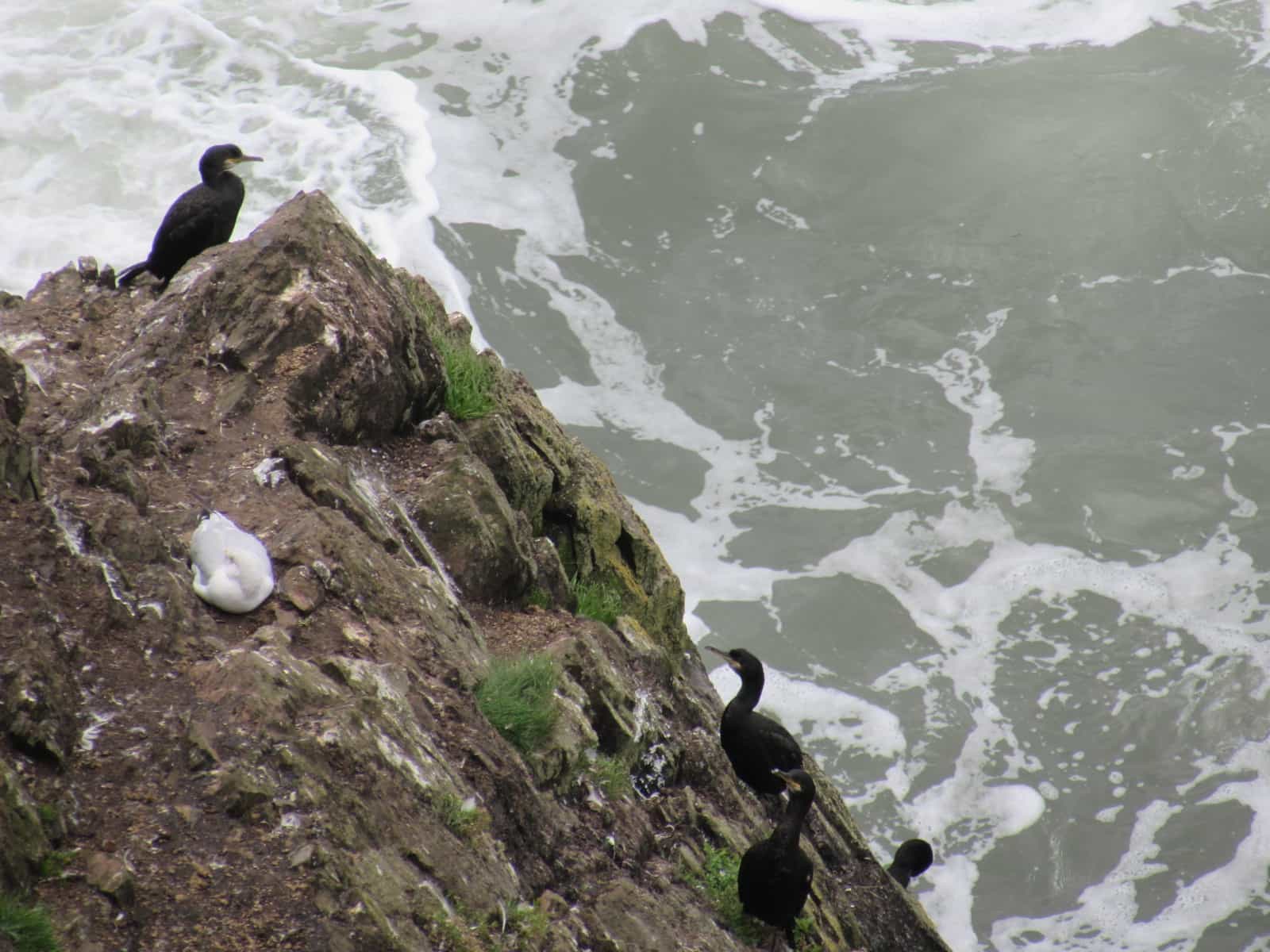 Cormorants - Portpatrick, Dumfries and Galloway