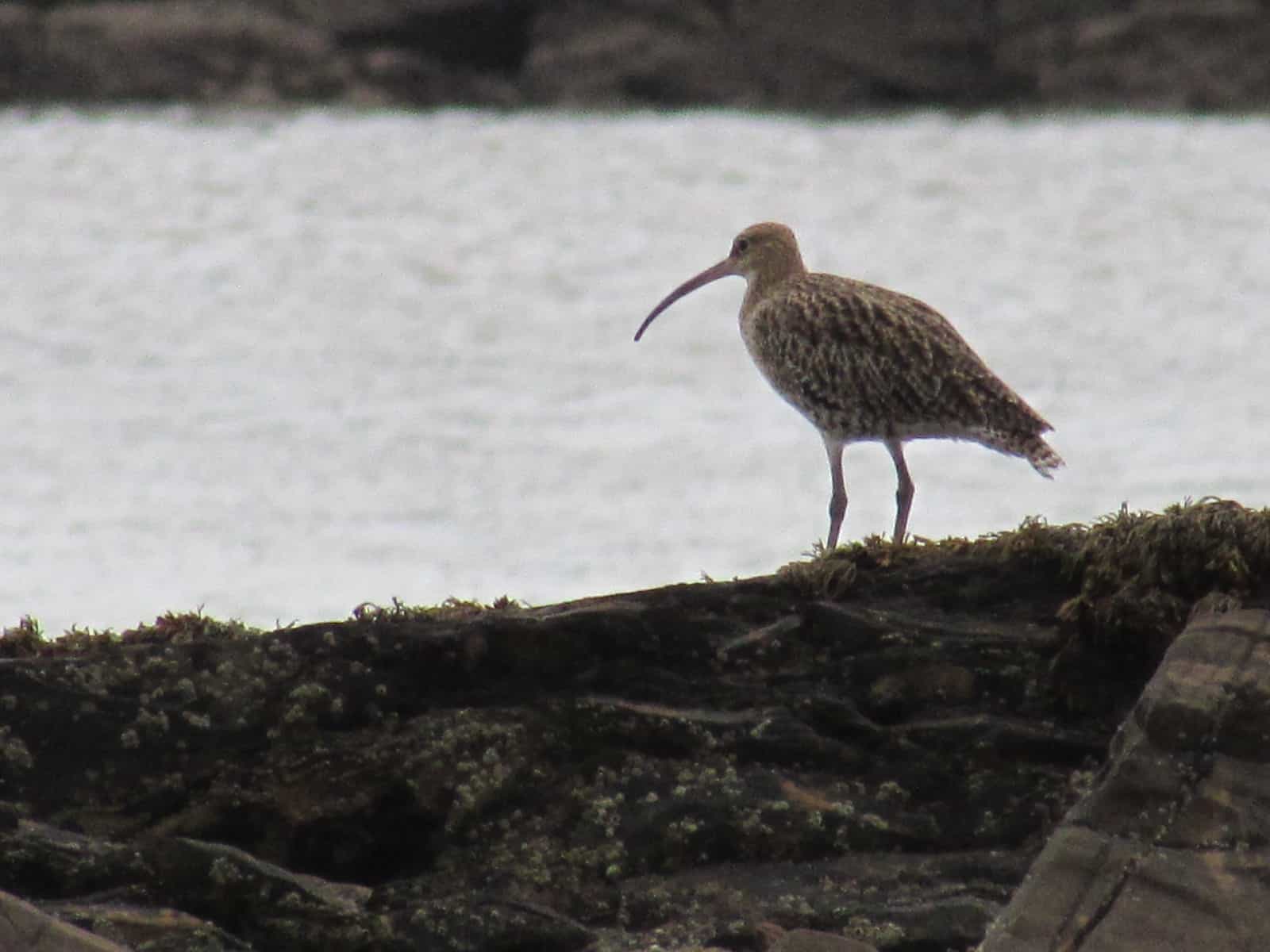 Curlew - Kirkcudbright, Dumfries and Galloway