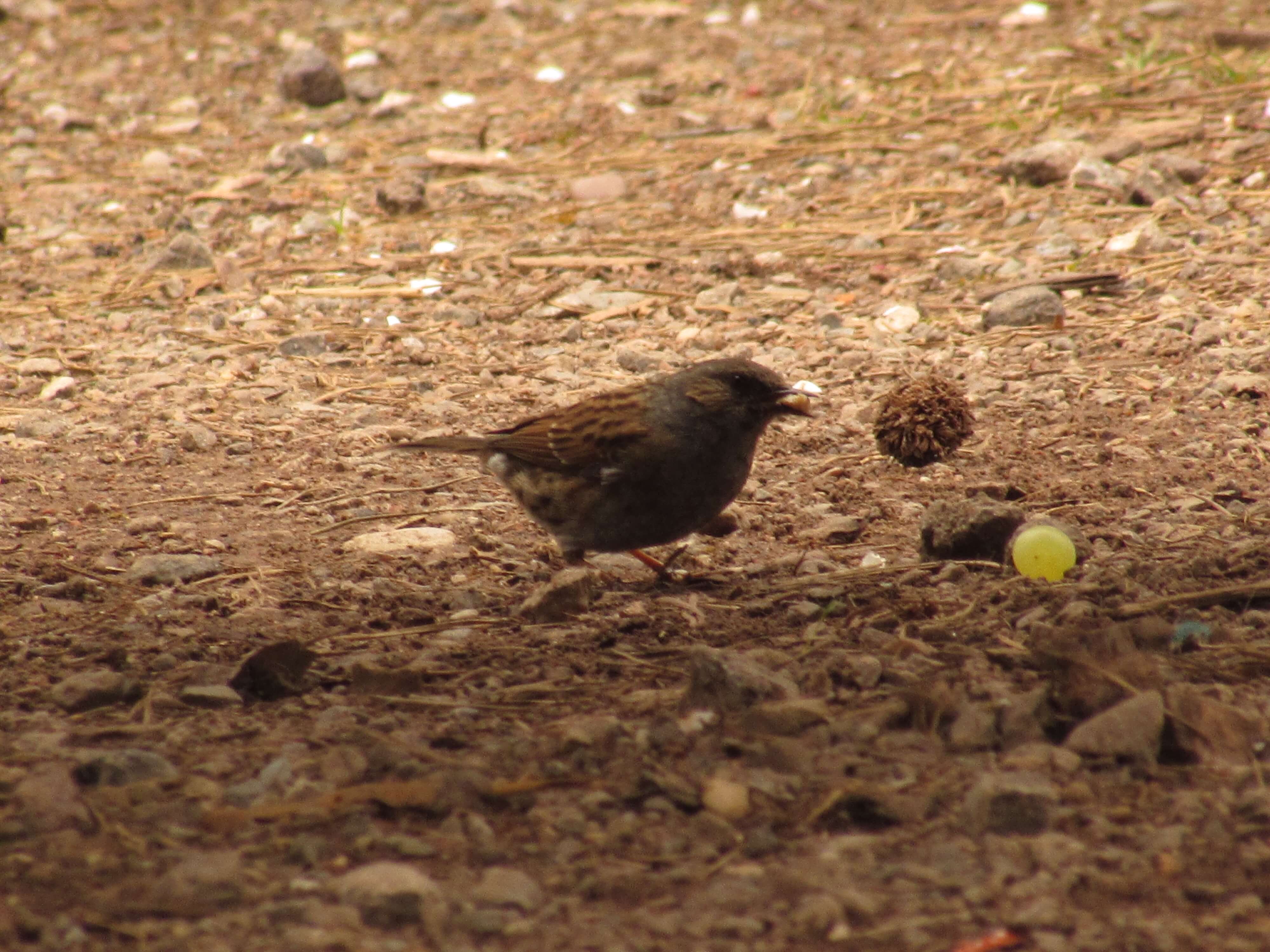 Dunnock