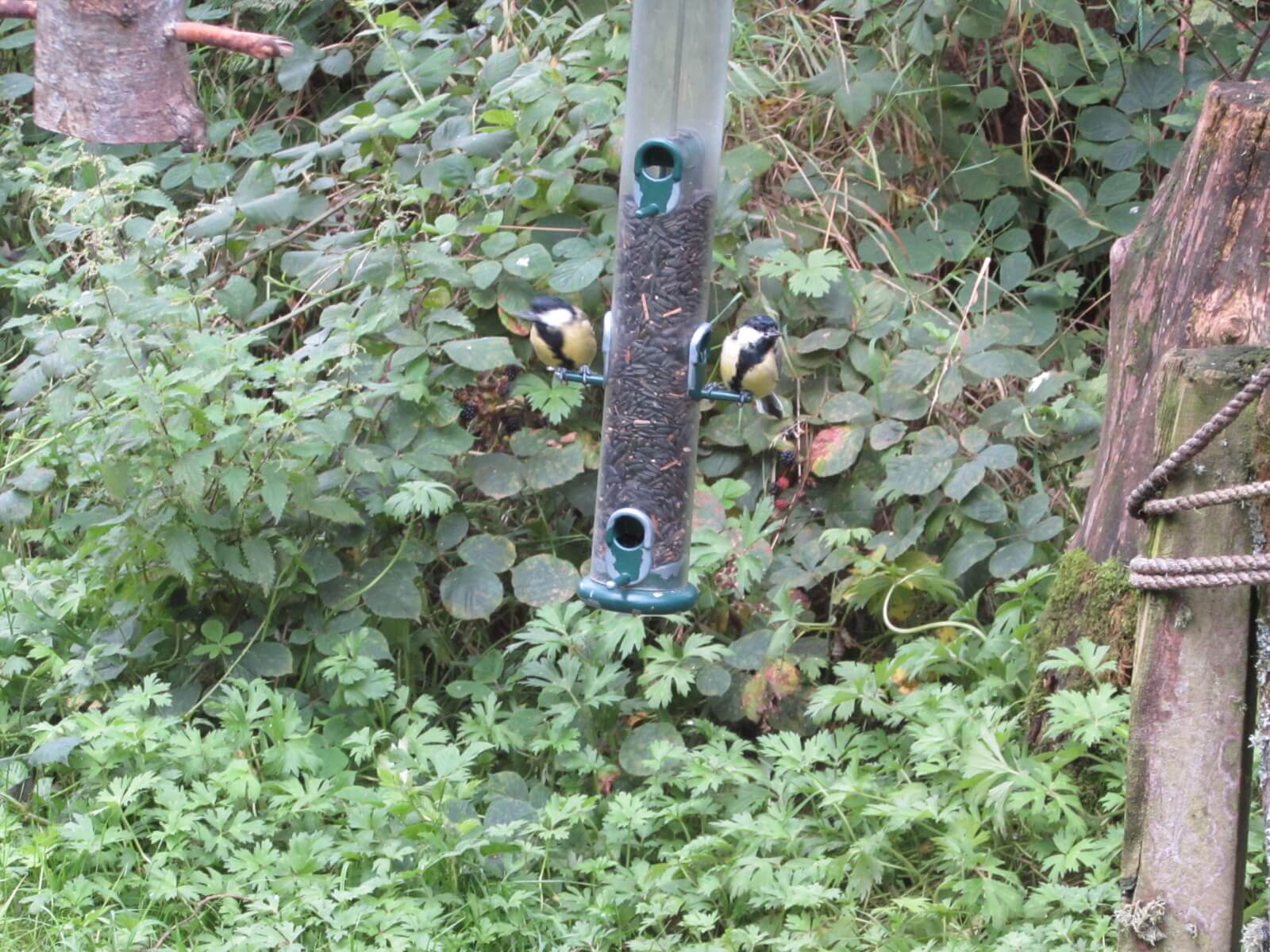 A pair of Great Tits