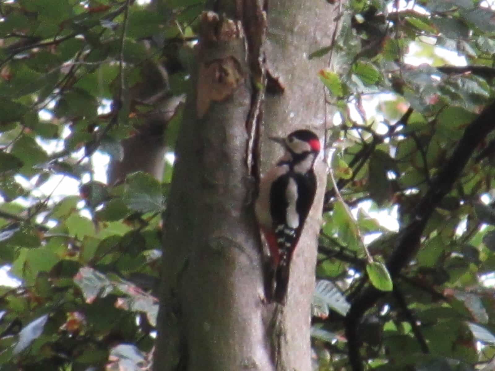 Greater Spotted Woodpecker - Kirkcudbright, Dumfries and Galloway