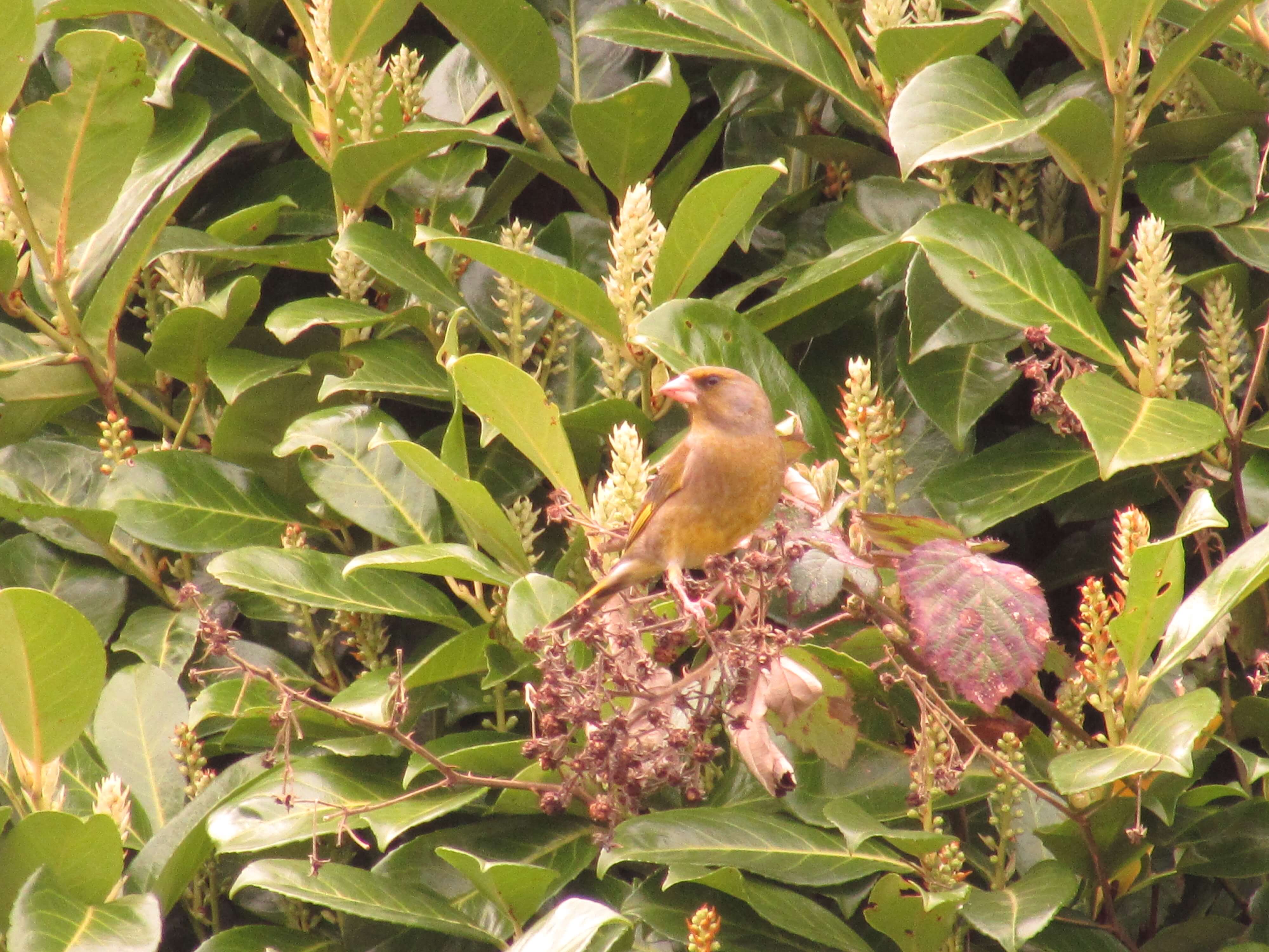 Greenfinch