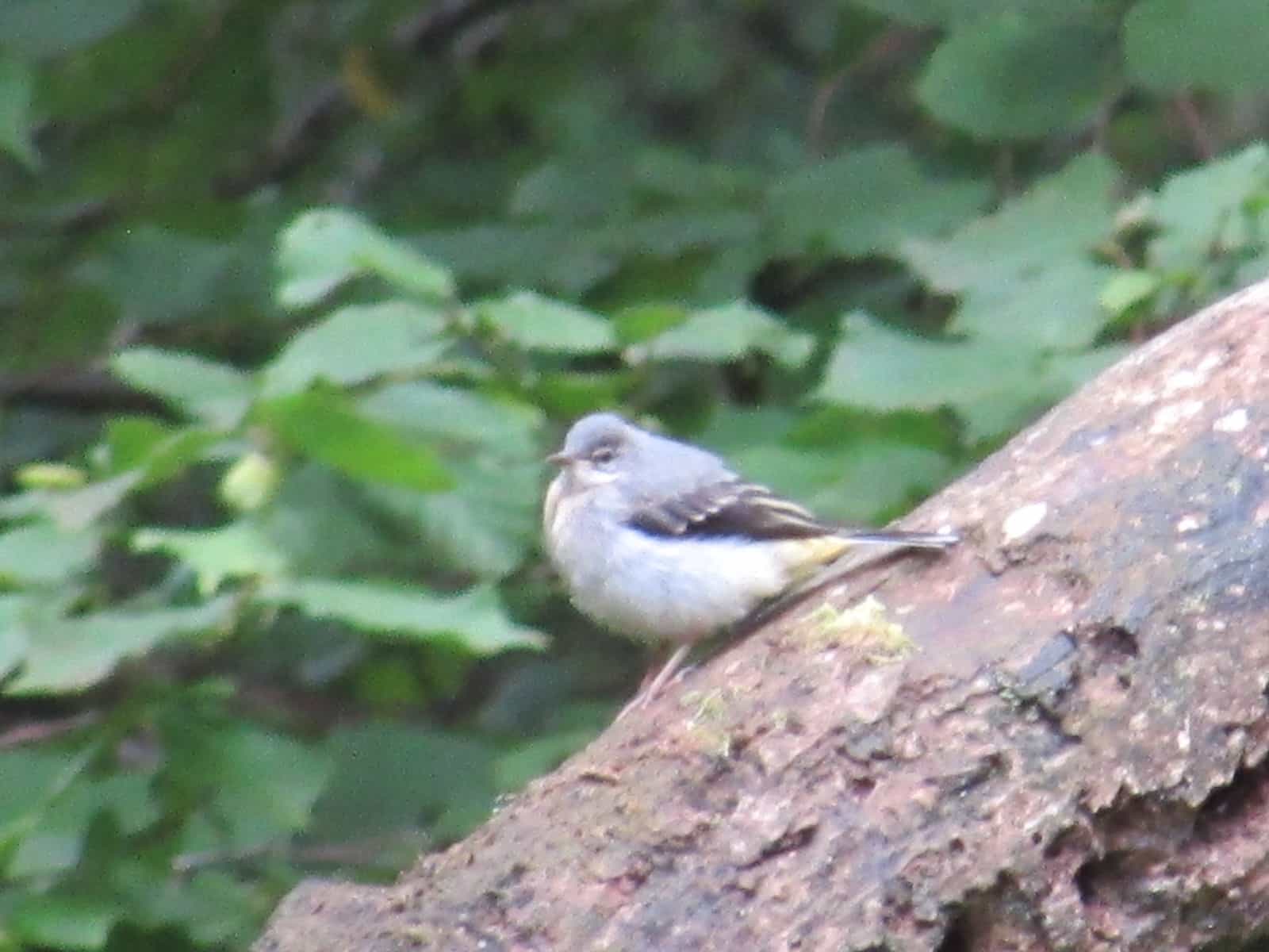 Grey Wagtail - Goyt Valley