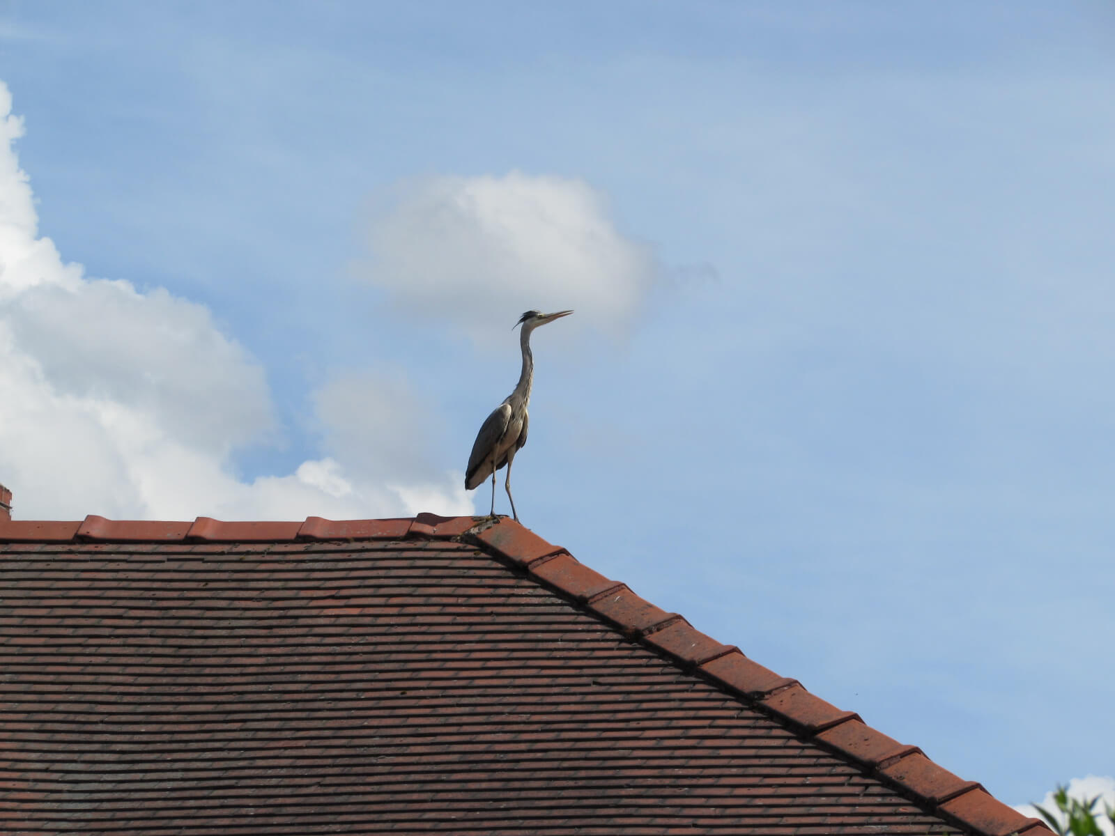 Heron