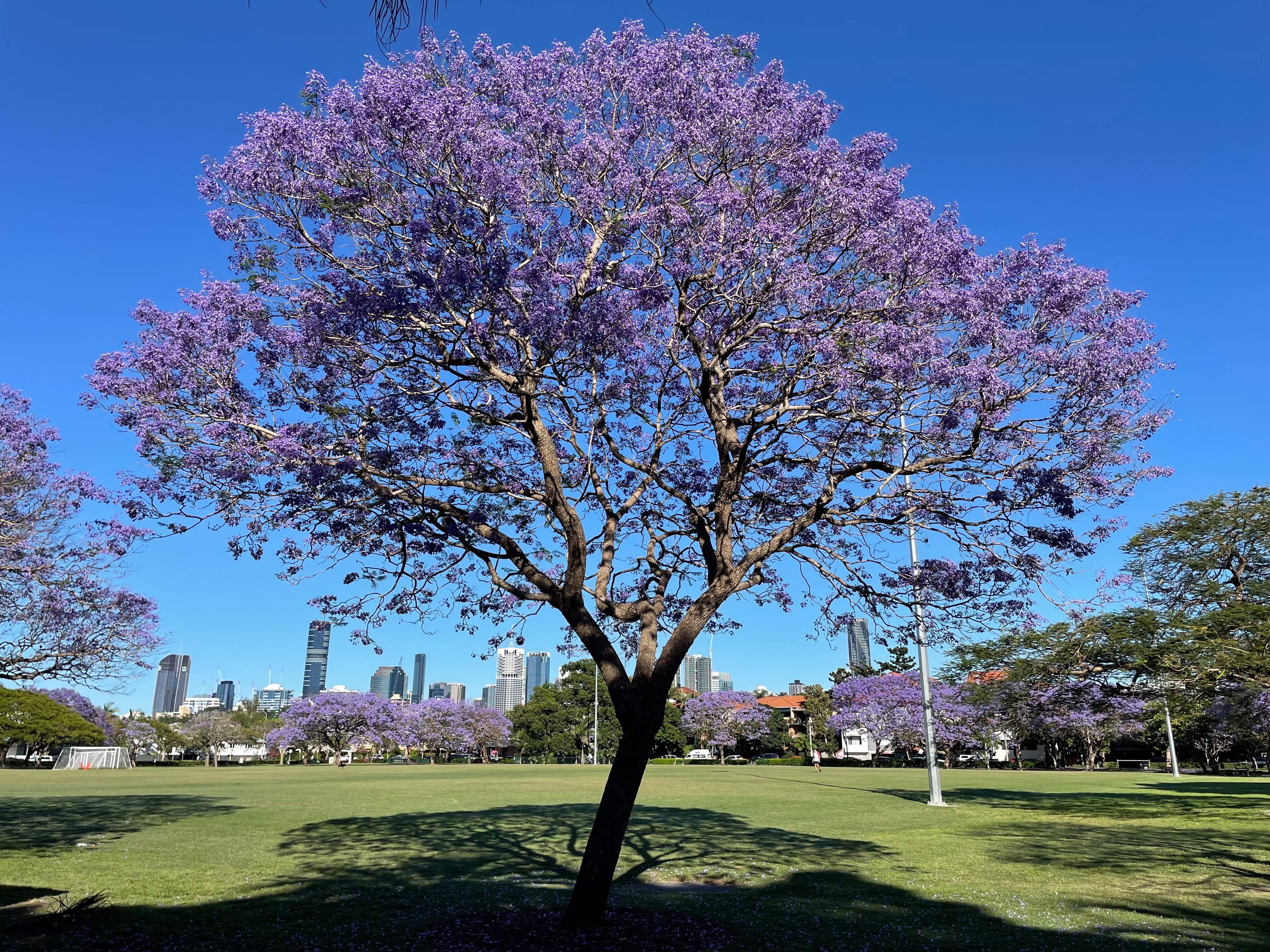 A purple Jacaranda in full bloom against a blue sky and Brisbane skyline