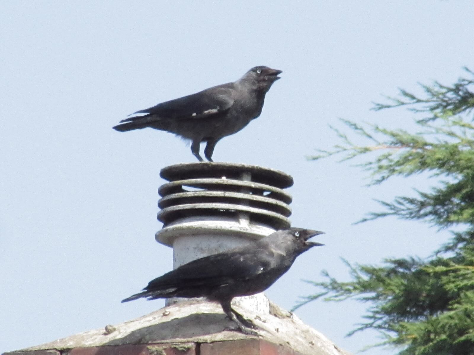 Jackdaws