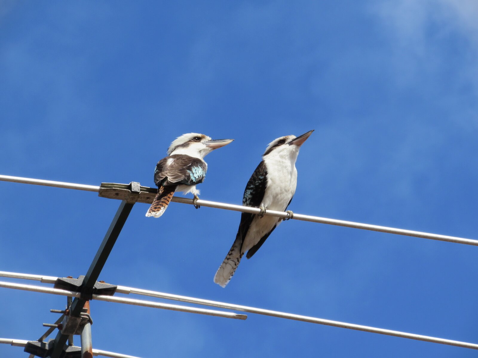 Two pretty Kookaburras on the TV aerial next door