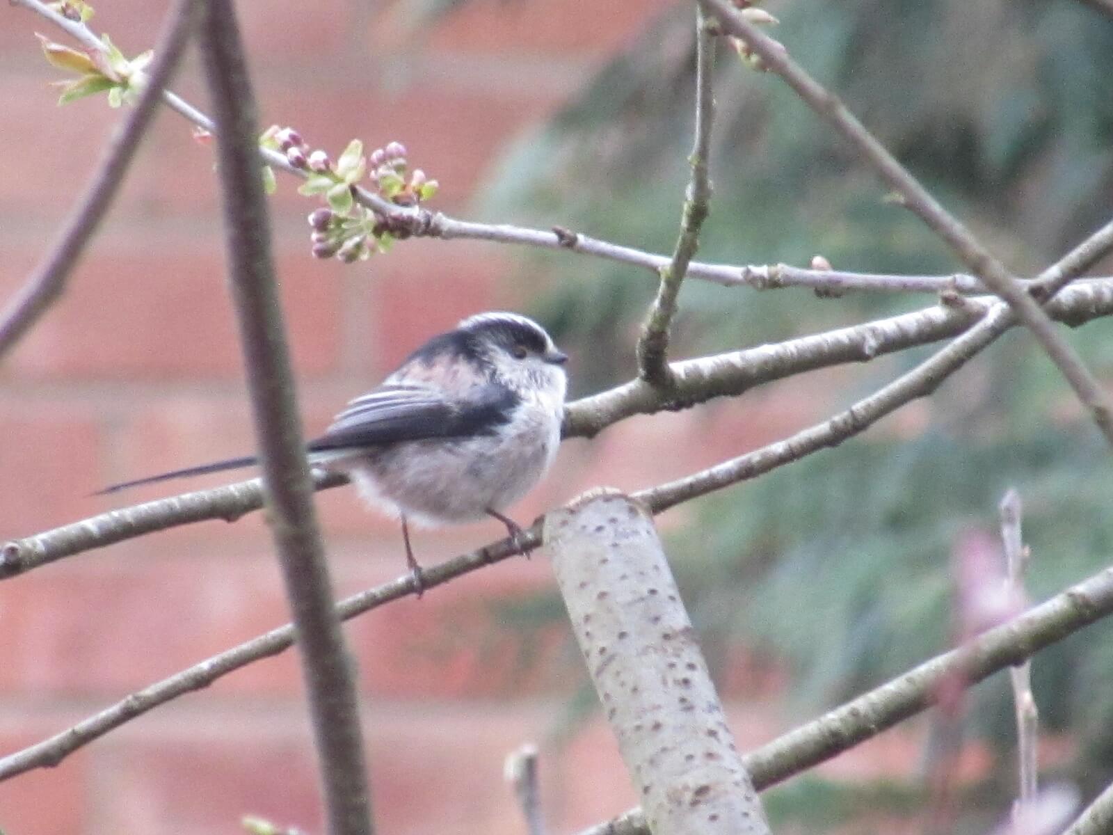 Long-tailed Tit