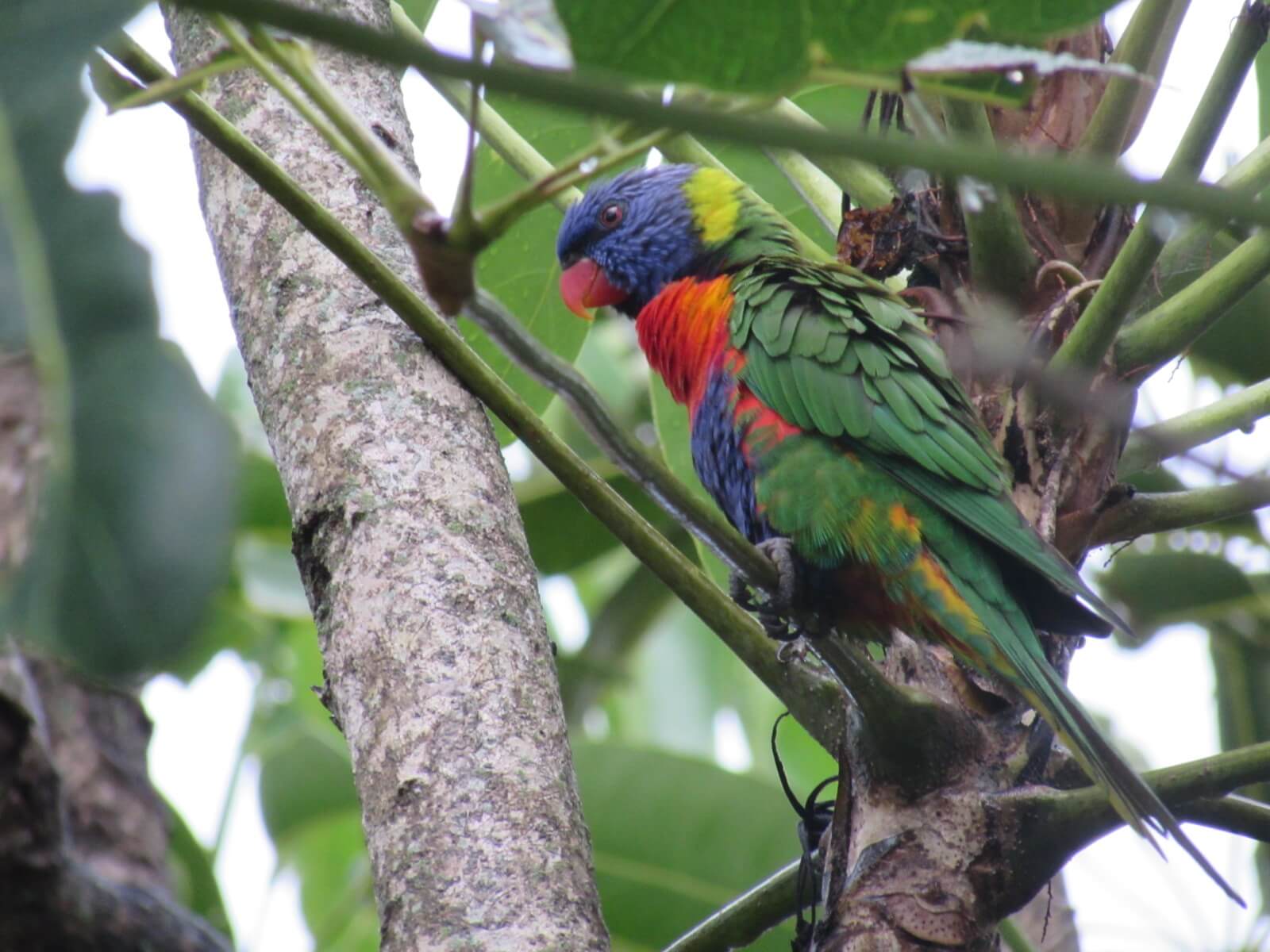 The beautiful blue, red, yellow and green feathers of a Rainbow Lorikeet