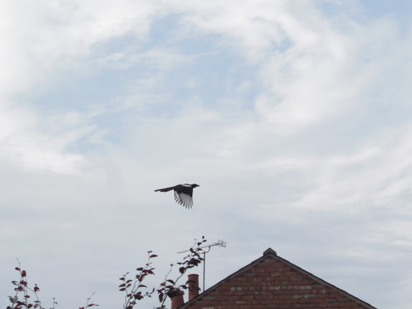 Magpie in flight