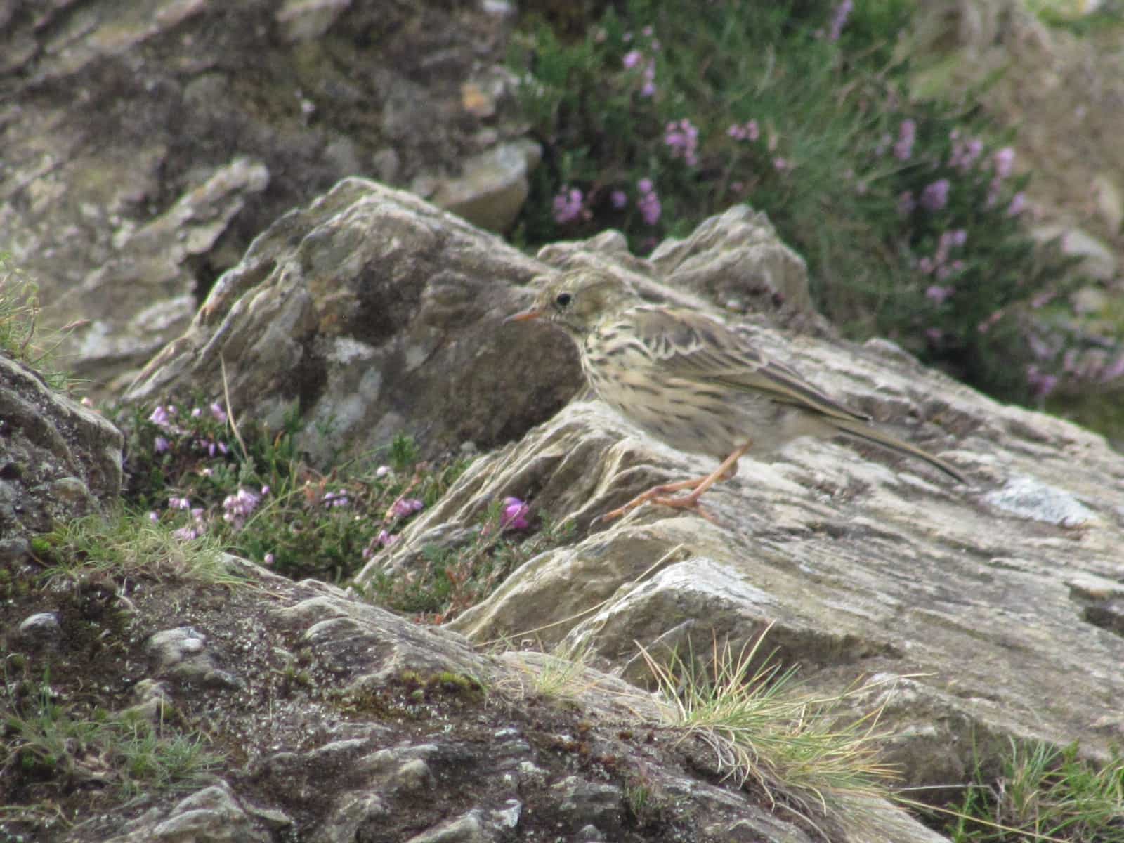 Meadow Pipit - Lake District