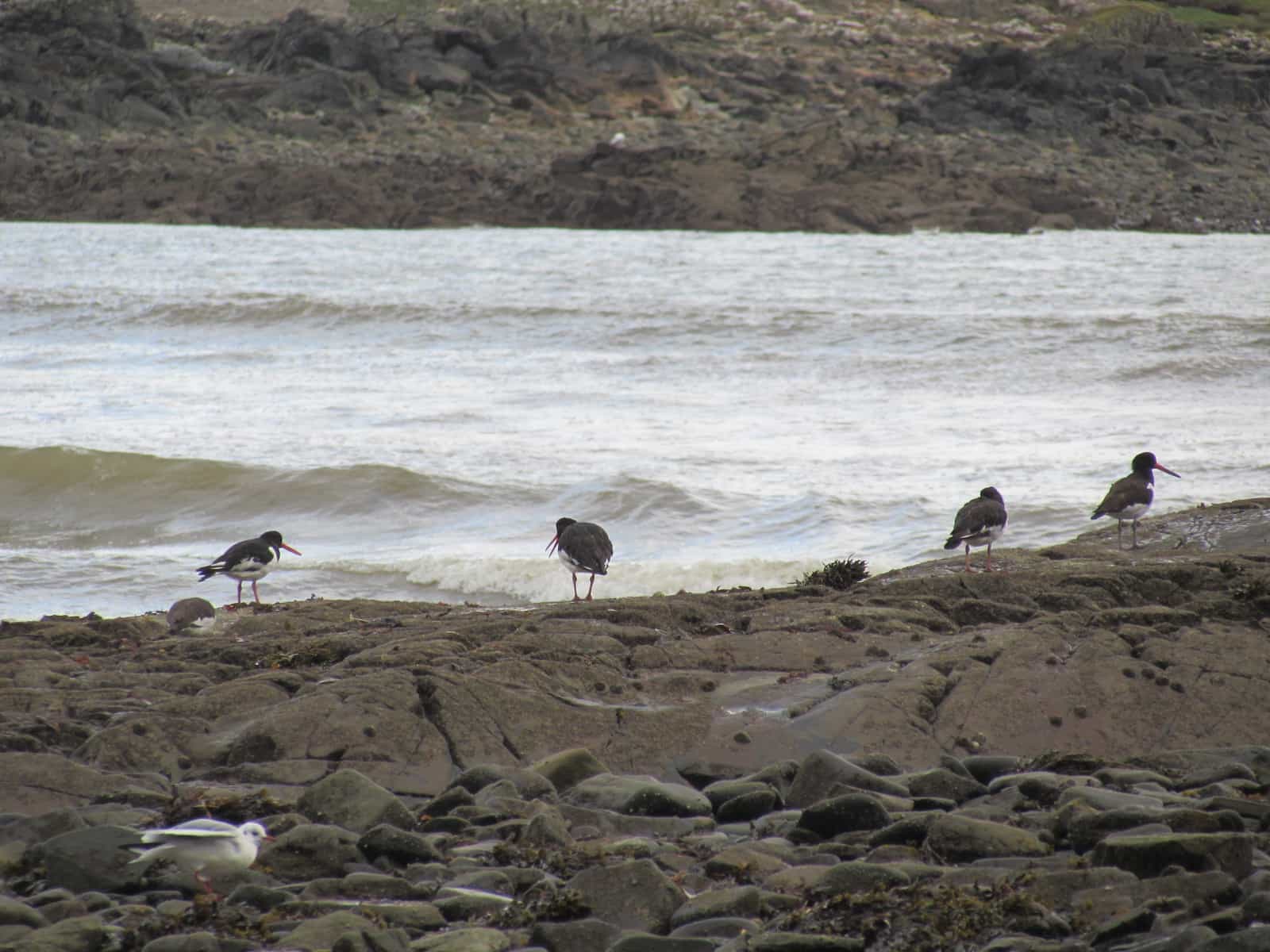 Oyster Catchers - Kirkcudbright, Dumfries and Galloway