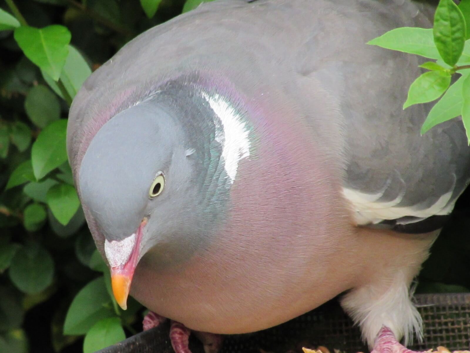 Chonky Wood Pigeon