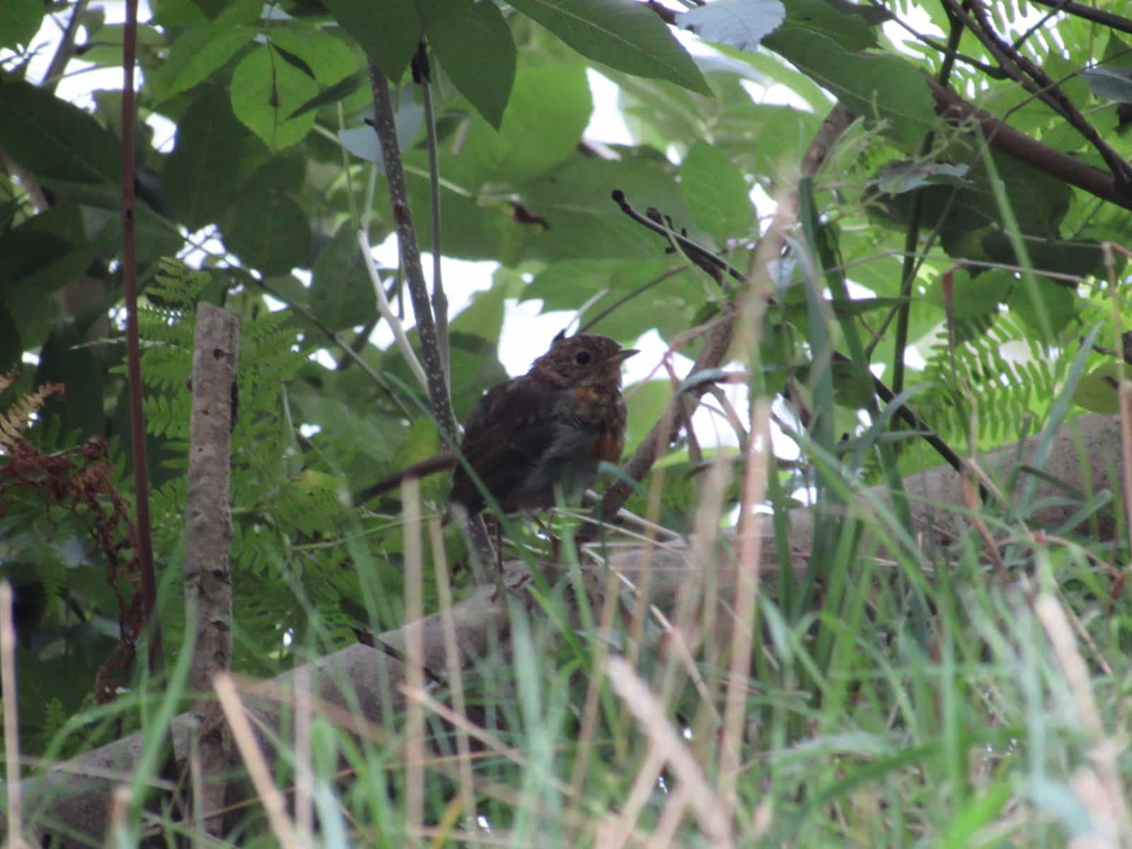 Juvenile Robin - Goyt Valley