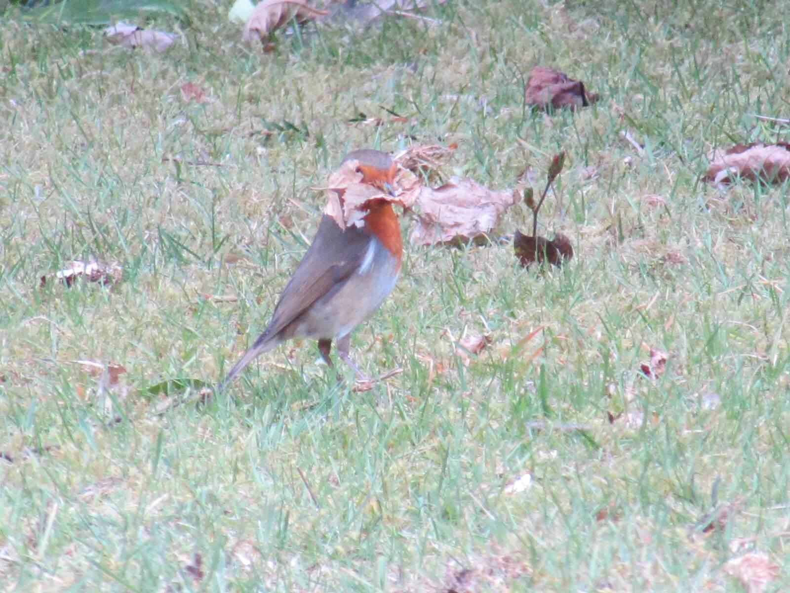 Robin nest building