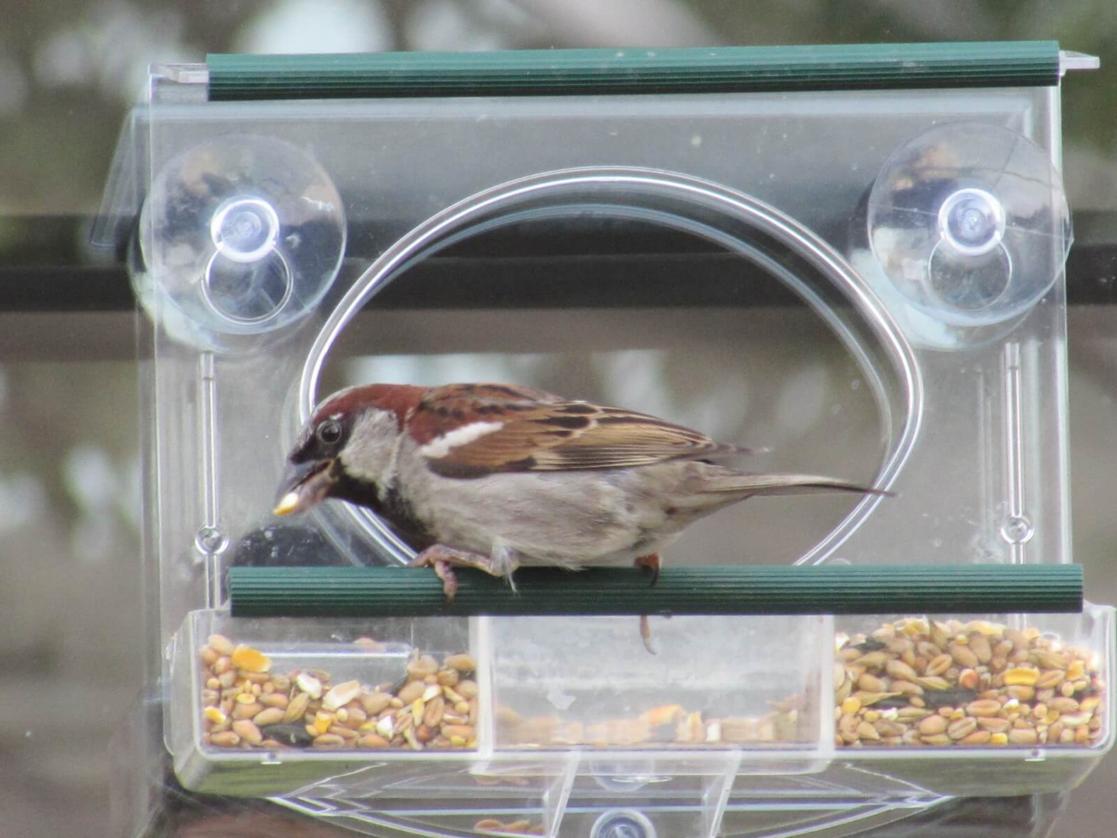 House Sparrow