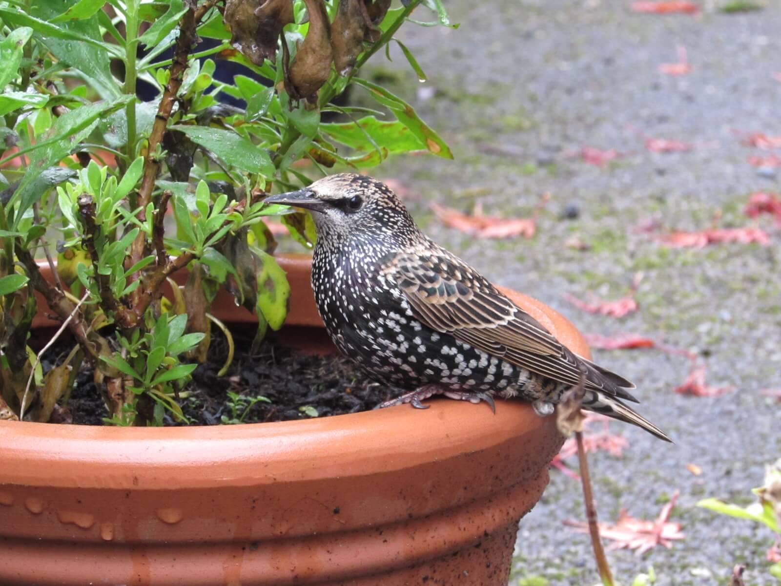 Starling