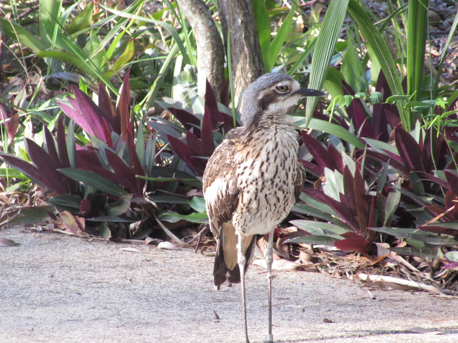 Bush Stone Curlew aka 'Thick Knees' looking unimpressed