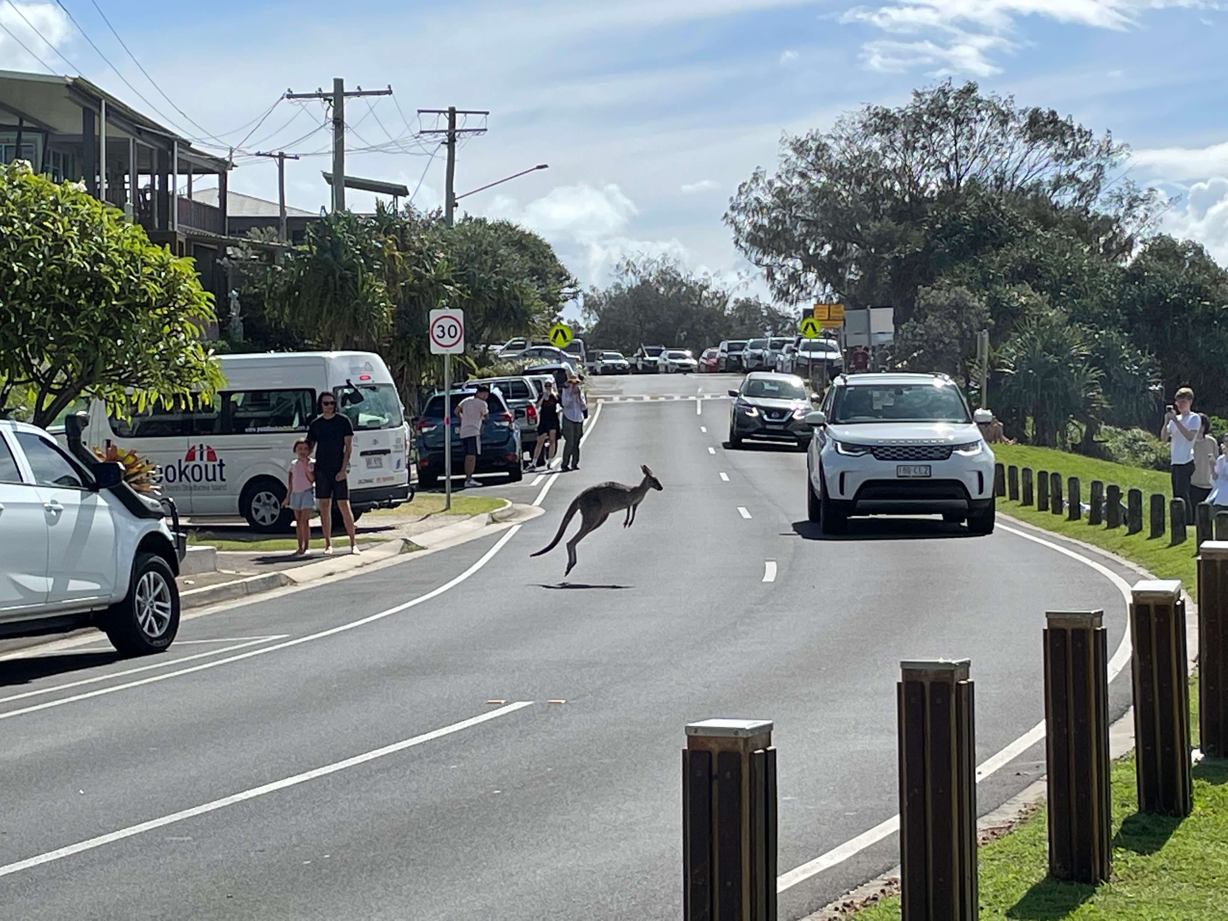 Kangaroo hopping across the road at Minjerribah (North Stradbroke Island)