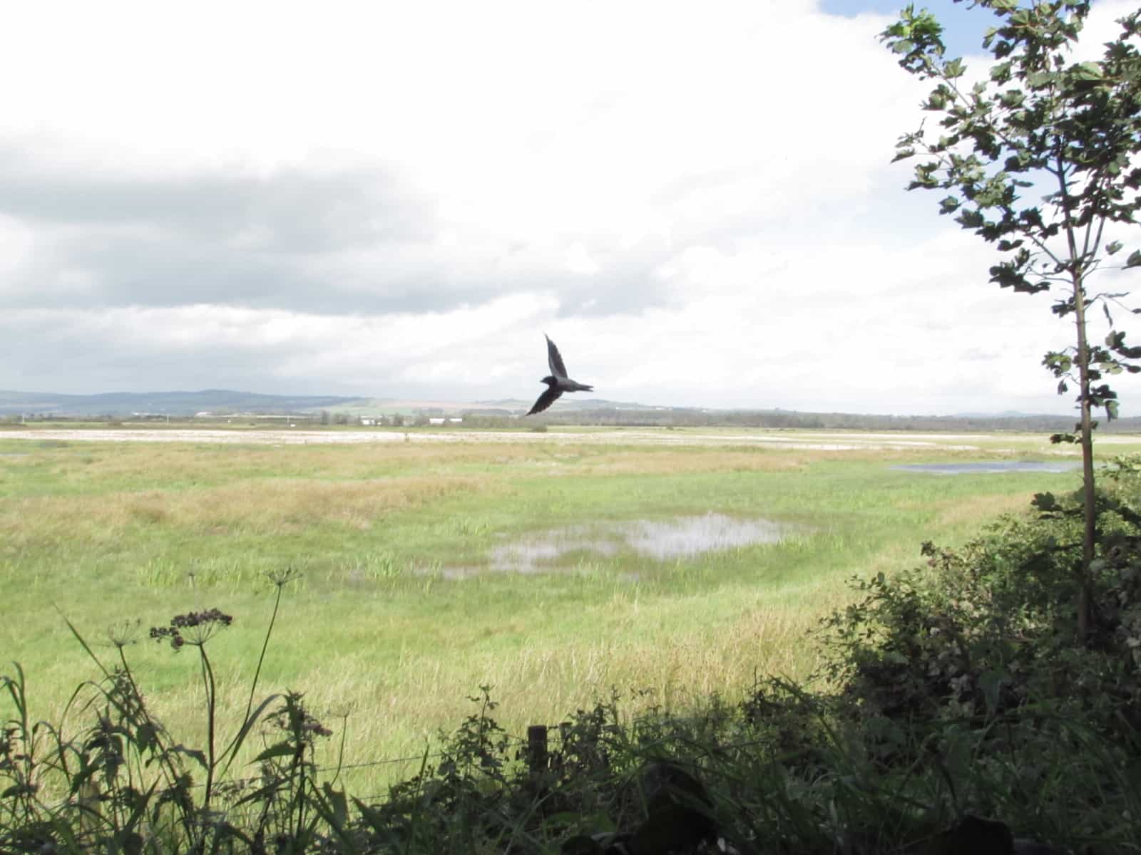 Swallow in flight - Caerlaverock Wetland Centre, Dumfries and Galloway