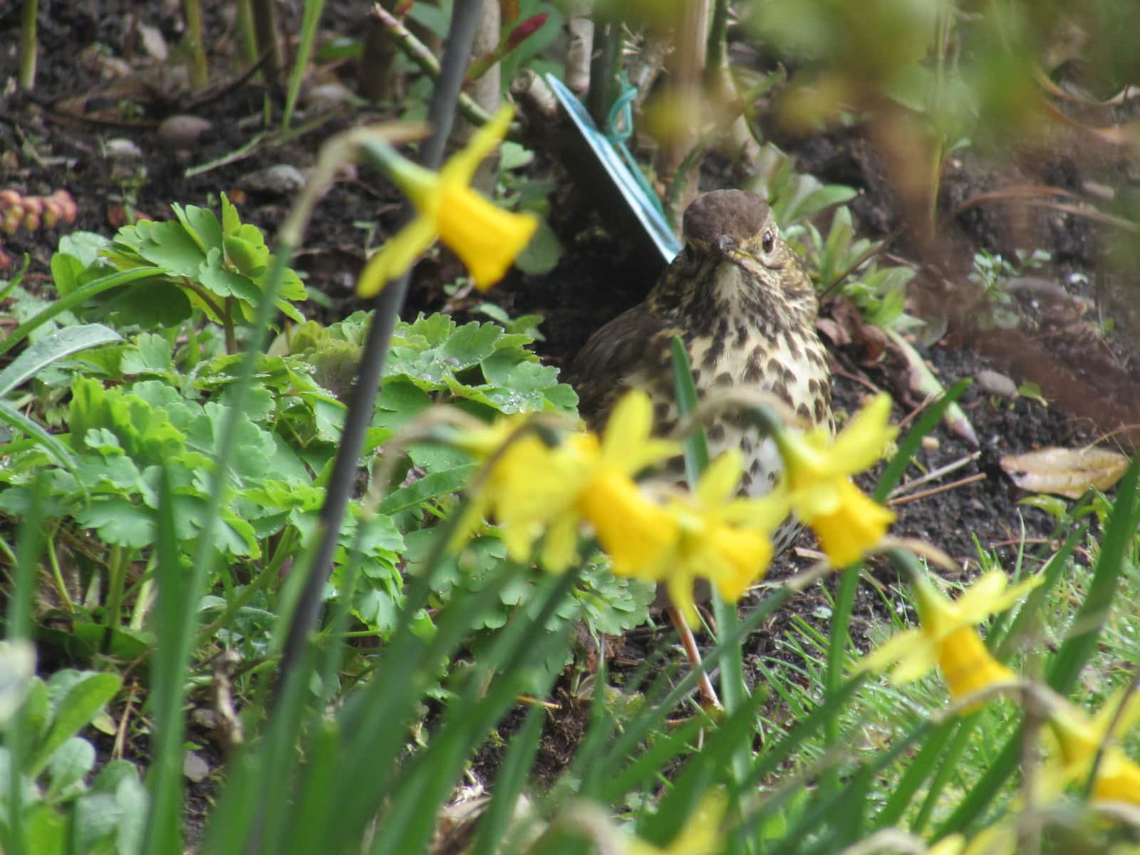 Song Thrush