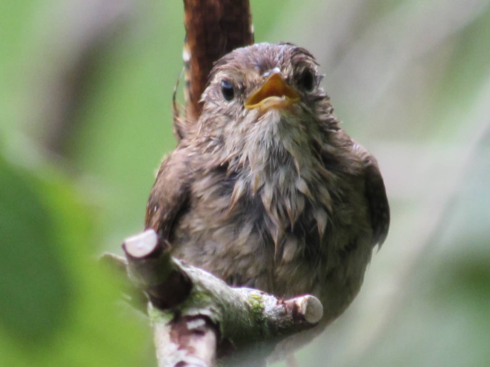 Wren